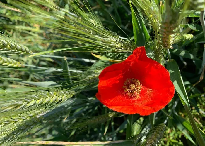 Gîtes de Charme LE BIBENDÔME et LES MOTS BLEUS en pleine forêt